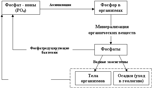 Реферат: Водные экосистемы