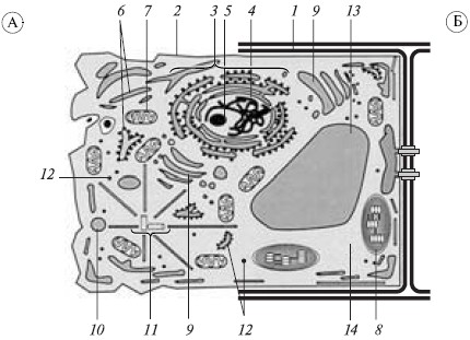 Рис. 48. Комбинированная схема строения животной (А) и растительной (Б)