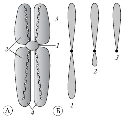 Рис. 49. А– строение хромосомы: 1 – центромера; 2 – плечи