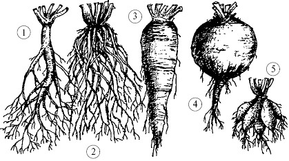 Рис. 62. Типы корневых систем: 1 – стержневая; 2 – мочковатая; 3 – конусовидный