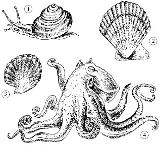Рис. 83. Моллюски: 1 – лесная улитка; 2 – морской гребешок; 3 – устрица;