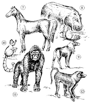 Рис. 92. Млекопитающие: хищные: 1 – соболь; 2 – шакал; 3 – рысь; 4 –