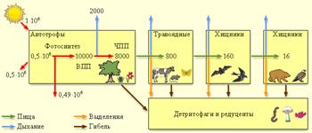 http://www.college.ru/biology/course/content/chapter12/section1/paragraph2/images/books/3394/12010206.gif