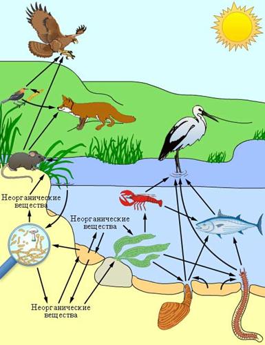 http://www.college.ru/biology/course/content/chapter12/section1/paragraph2/images/books/3394/12010202.jpg