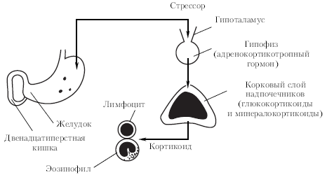 Рис. 1.2. Схема общего адаптационного синдрома (по: Г. Селье, 1960)