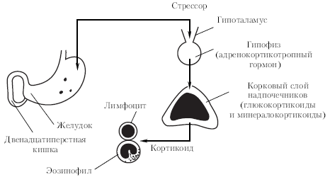 . 1.2.     (: . , 1960)