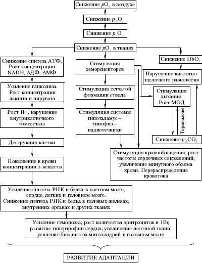 Рис. 3.5. Схема патогенеза высотной болезни (по: В. Б. Малкин и др.,