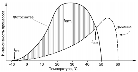 Рис. 3. Схема зависимости фотосинтеза и дыхания растения от температуры