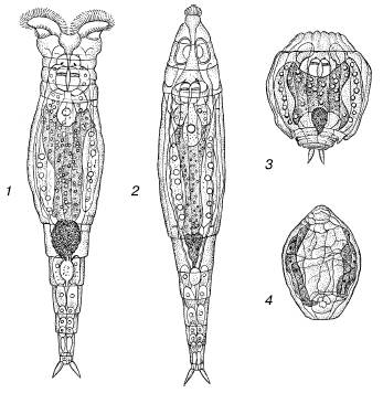 . 8.  Philidina roseola    