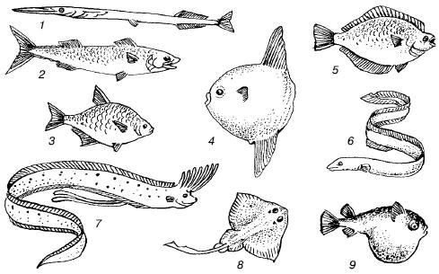 Рис. 68.   Различные формы тела рыб (по Г. В. Никольскому, 1974):