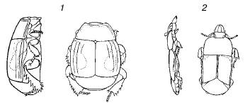 Рис. 72. Форма тела жуков-карапузиков из различных местообитаний