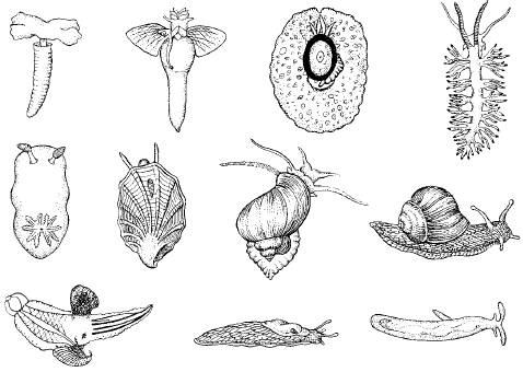 Рис. 73. Формы тела брюхоногих моллюсков, ведущих разный образ