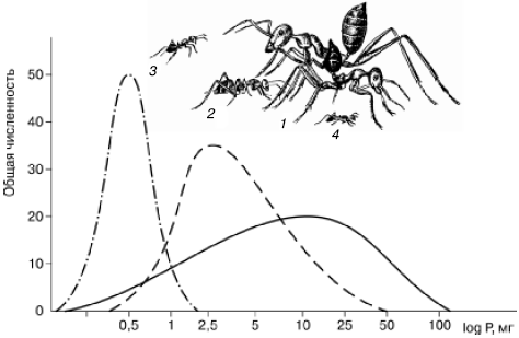 Рис. 93. Сравнительные размеры четырех видов муравьев из группы
