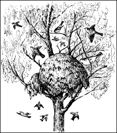 Puc. 114. Разные варианты колониальных гнездовий у птиц: