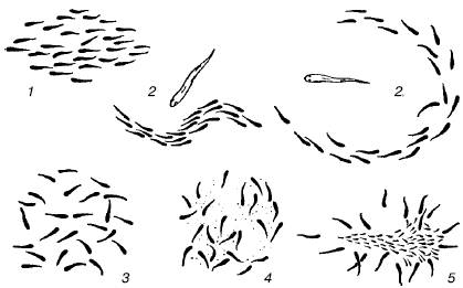 Рис. 115. Основные типы структуры стаи пелагических рыб (по Д.