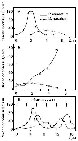 . 136.    Paramaecium caudatum