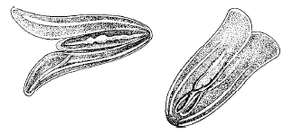 Рис. 142. Гребневик мнемиопсис – внешний вид (из И. Е. Виноградова