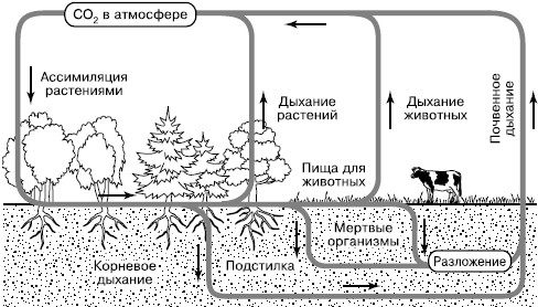 Рис. 164. Круговорот углерода в биосфере (по Б. Болину, 1972)